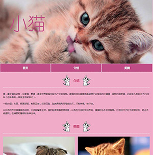 制作宠物猫简单网页
